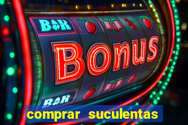 comprar suculentas direto do produtor